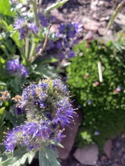 Phacelia lyallii