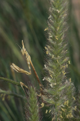 Mantodea