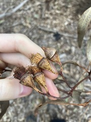 Eucalyptus longifolia