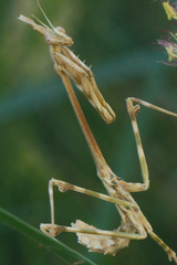 Mantodea
