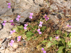Stylidium multiscapum