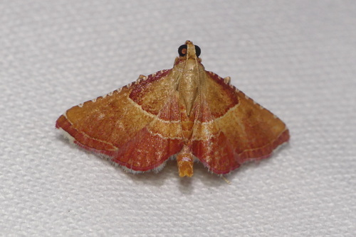 Karpytasparnis Ugniukas nuotrauka