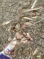 Eucalyptus longifolia