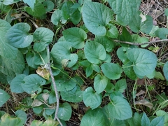 Viola odorata