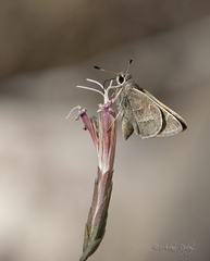 Atrytonopsis pittacus