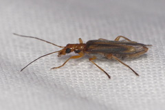 Oedemera natolica