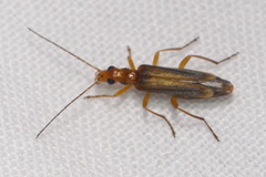 Oedemera natolica