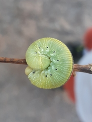 Cimbex femoratus