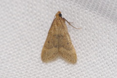 Bostra obsoletalis