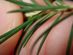 Melaleuca armillaris