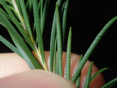 Melaleuca armillaris