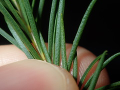 Melaleuca armillaris