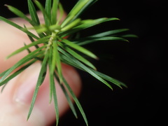 Melaleuca armillaris