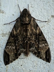 Psilogramma menephron