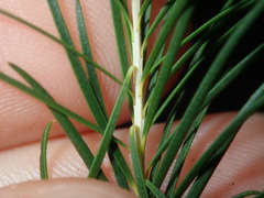 Melaleuca armillaris