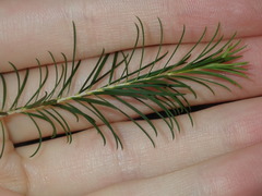 Melaleuca armillaris