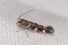 Eteobalea