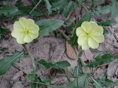 Oenothera humifusa