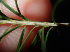 Melaleuca armillaris
