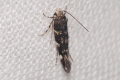 Eteobalea