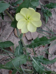 Oenothera humifusa