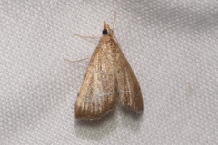 Prochoristis crudalis