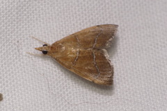 Prochoristis crudalis