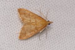 Anania testacealis