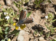 Aricia montensis