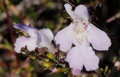 Hemigenia botryphylla