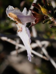 Hemigenia botryphylla