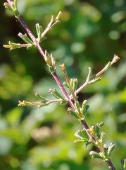 Hemigenia botryphylla