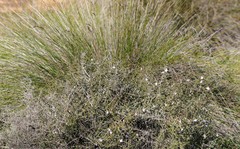 Hemigenia botryphylla