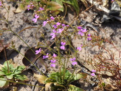 Stylidium multiscapum