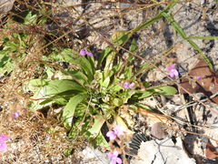 Stylidium multiscapum