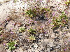 Stylidium multiscapum