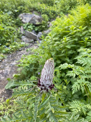Pedicularis atropurpurea