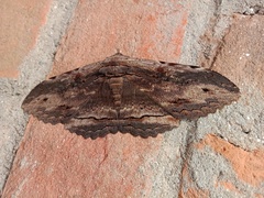 Anisoneura