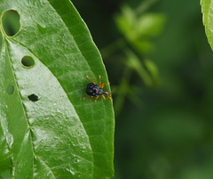 Paroplapoderus tristoides