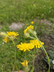 Crepis setosa