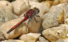Leucorrhinia borealis