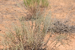 Artemisia santonicum