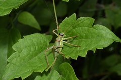 Ephippiger ephippiger