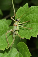 Ephippiger ephippiger