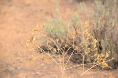 Prangos odontalgica