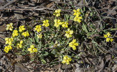 Goodenia affinis