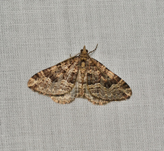 Epyaxa agelasta