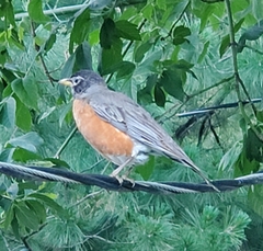 Turdus migratorius