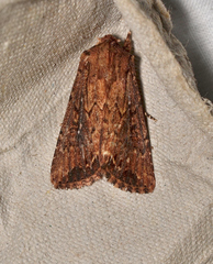 Dasygaster ligniplena