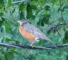 Turdus migratorius